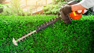 hedge cutting man cutting hedges with petrol hedge trimmer/gardencare2000